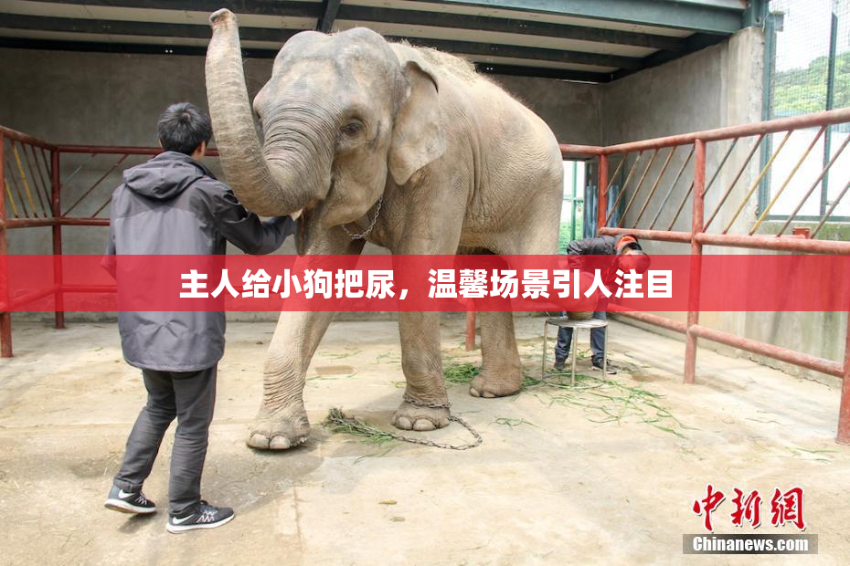 主人给小狗把尿，温馨场景引人注目