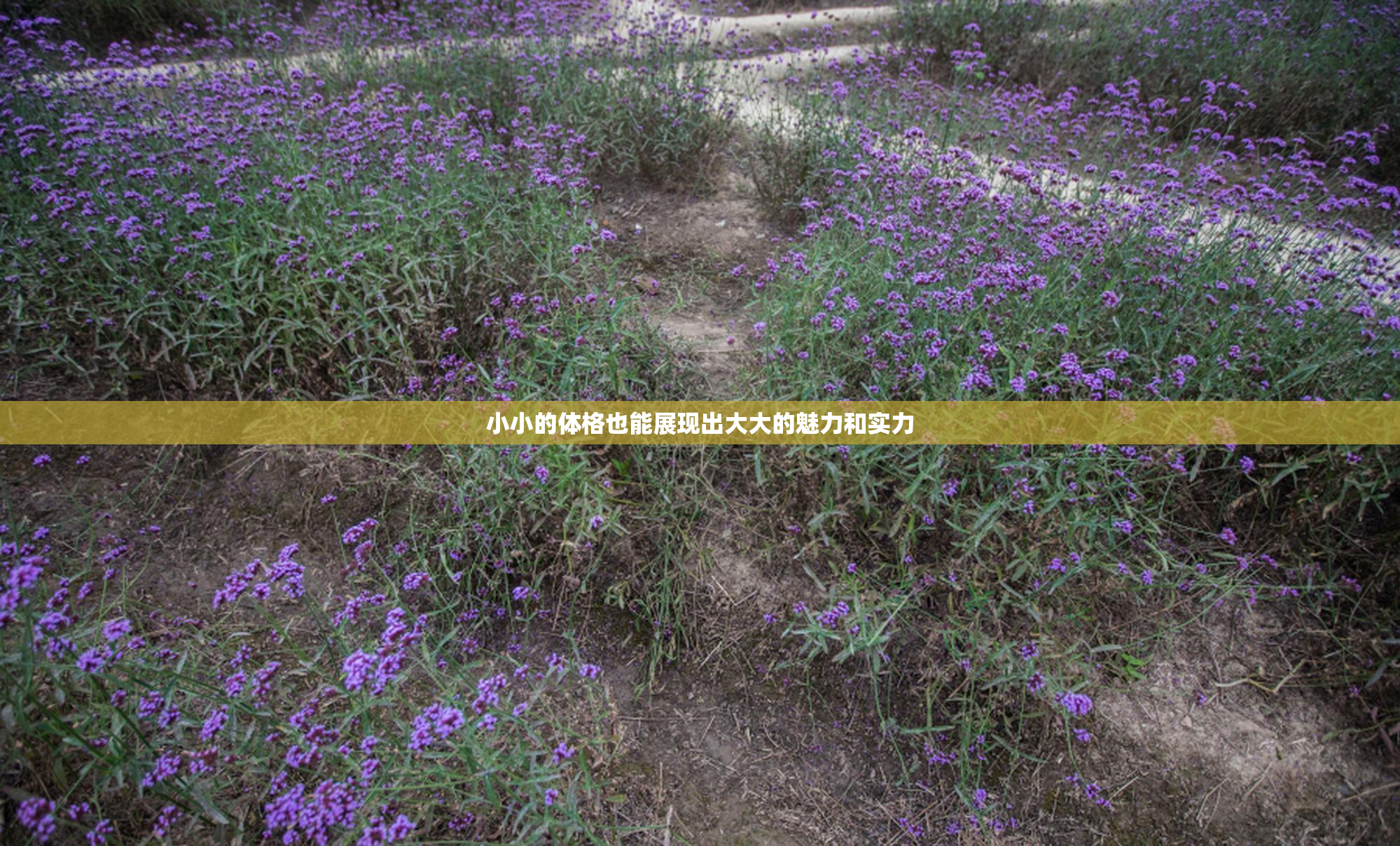 小小的体格也能展现出大大的魅力和实力