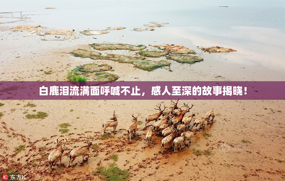 白鹿泪流满面呼喊不止，感人至深的故事揭晓！