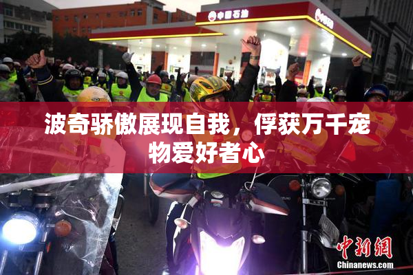 波奇骄傲展现自我，俘获万千宠物爱好者心