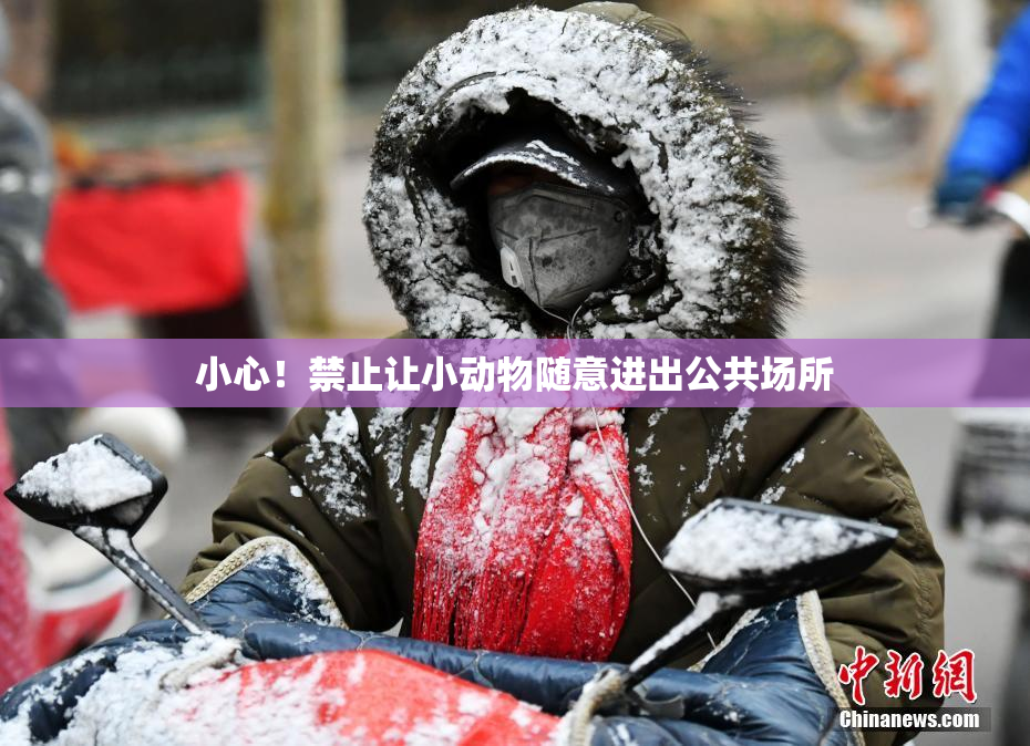 小心！禁止让小动物随意进出公共场所