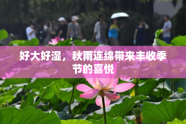 好大好湿，秋雨连绵带来丰收季节的喜悦