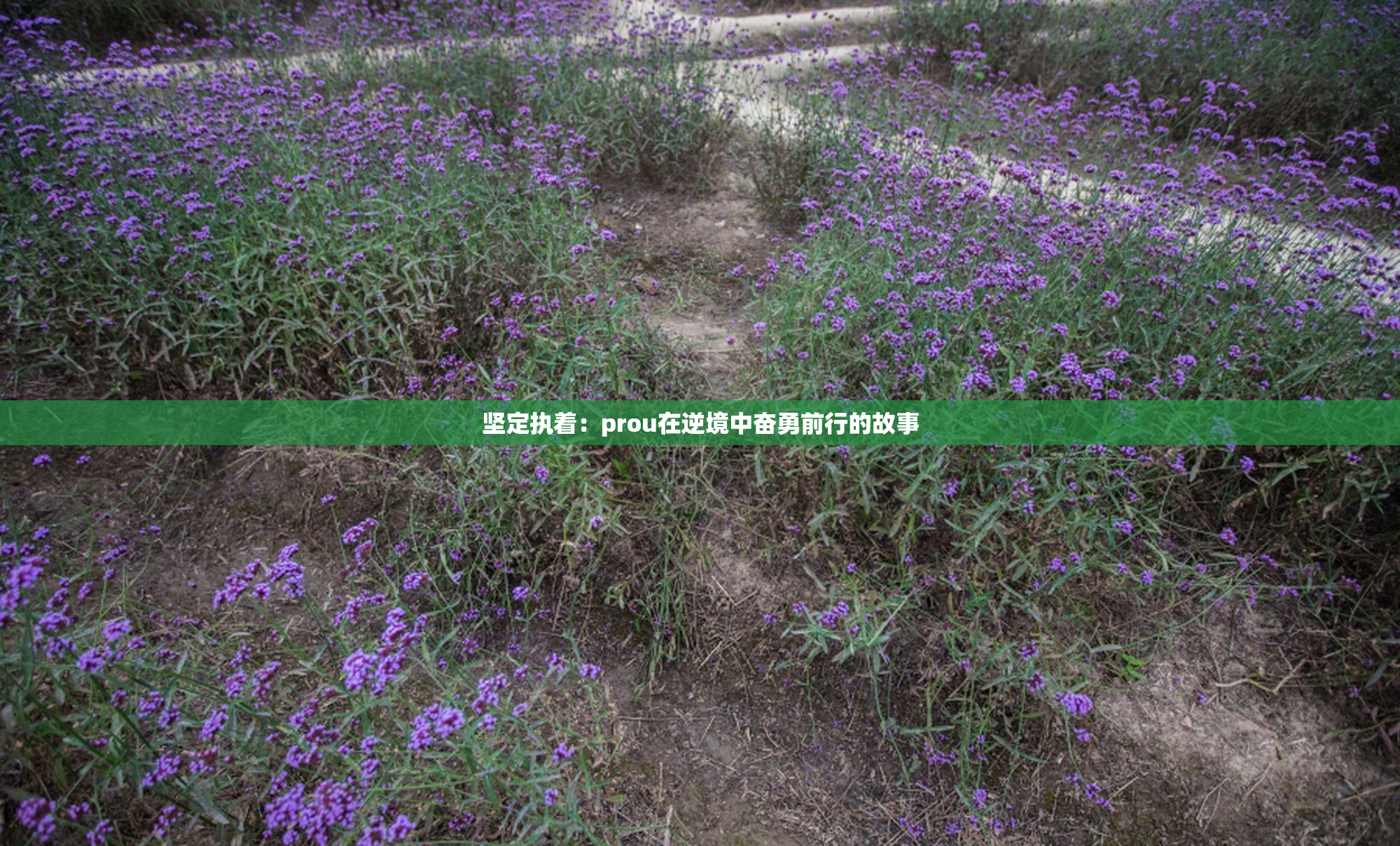 坚定执着：prou在逆境中奋勇前行的故事