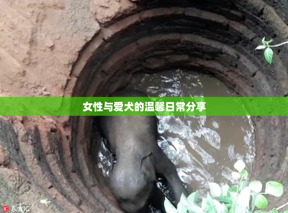 女性与爱犬的温馨日常分享