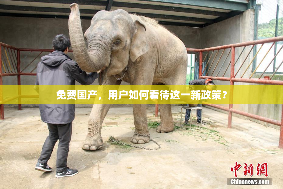 免费国产，用户如何看待这一新政策？
