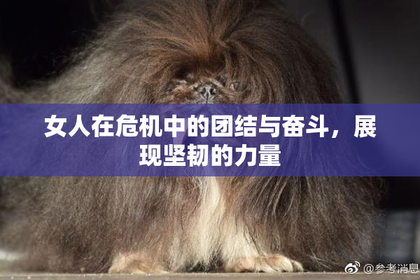 女人在危机中的团结与奋斗，展现坚韧的力量