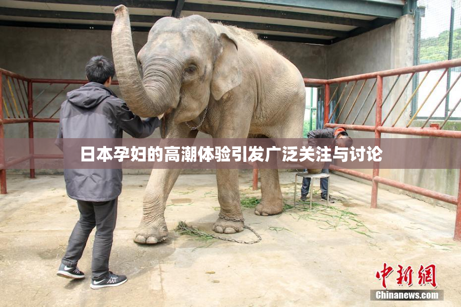 日本孕妇的高潮体验引发广泛关注与讨论