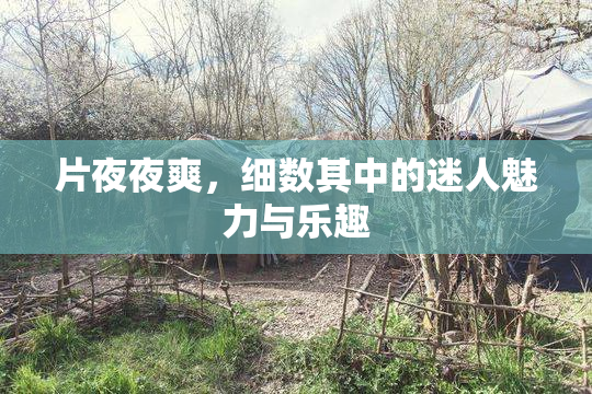片夜夜爽，细数其中的迷人魅力与乐趣