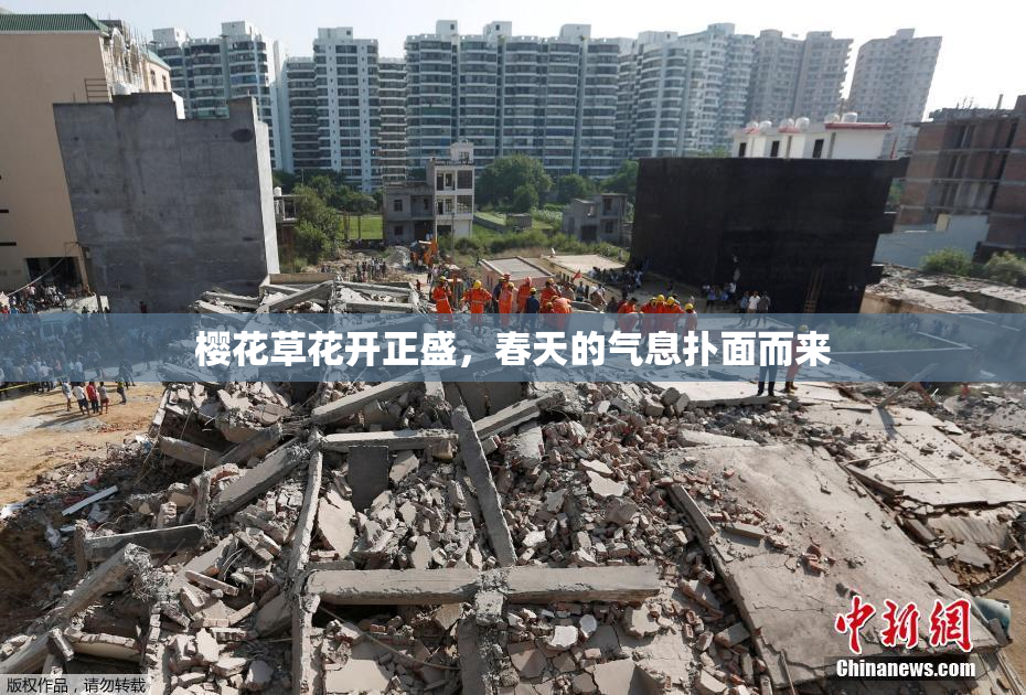 樱花草花开正盛，春天的气息扑面而来