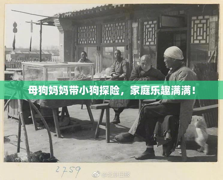 母狗妈妈带小狗探险，家庭乐趣满满！