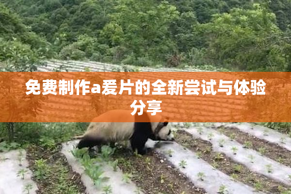 免费制作a爰片的全新尝试与体验分享
