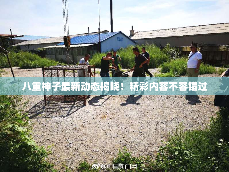 八重神子最新动态揭晓！精彩内容不容错过