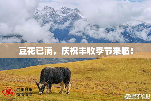 豆花已满，庆祝丰收季节来临！