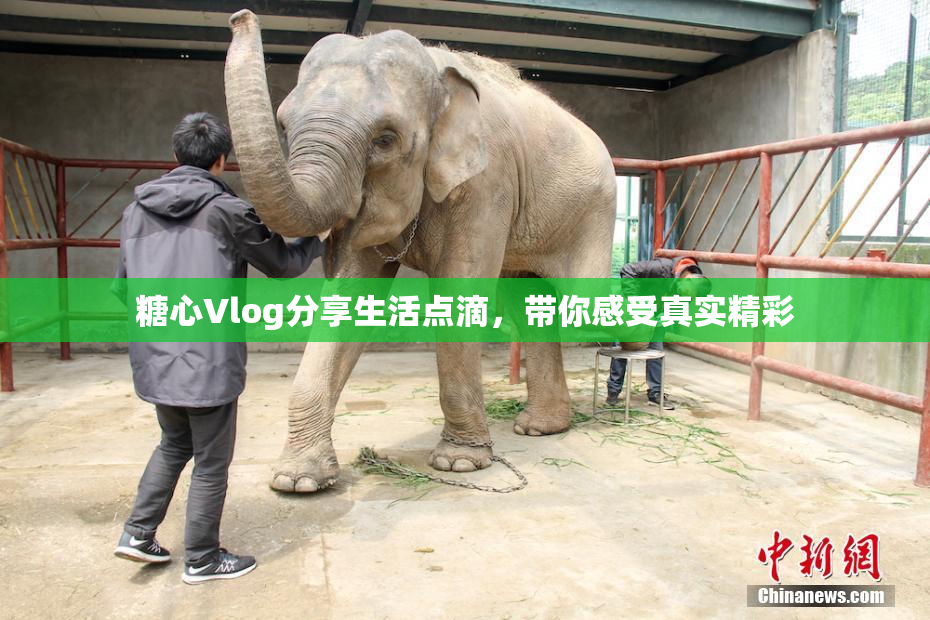 糖心Vlog分享生活点滴，带你感受真实精彩