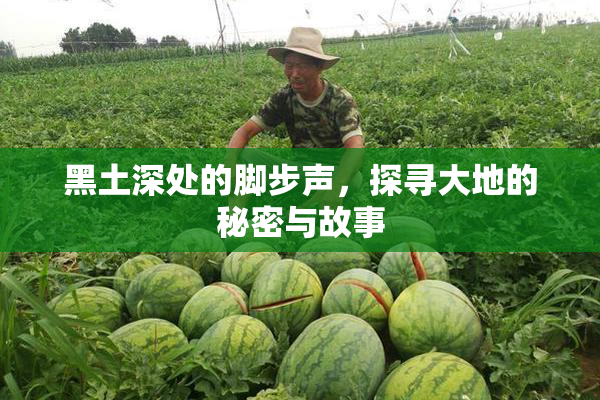 黑土深处的脚步声，探寻大地的秘密与故事