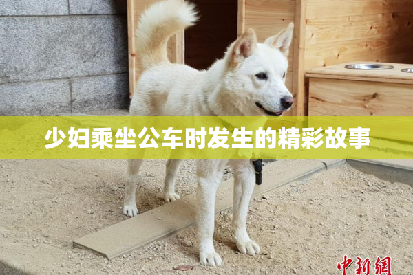 少妇乘坐公车时发生的精彩故事