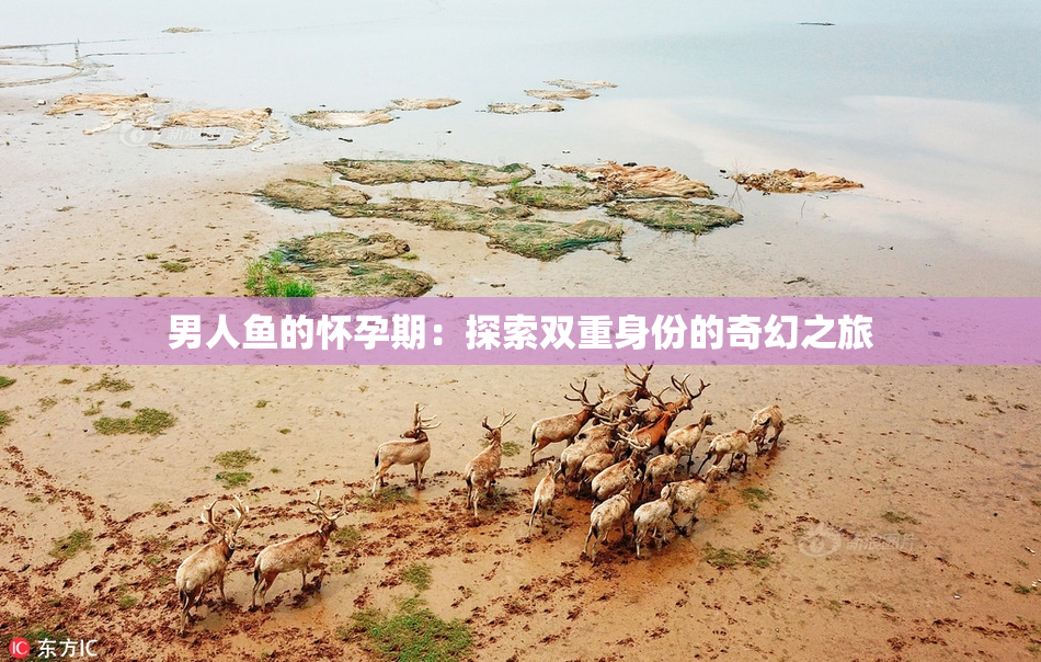 男人鱼的怀孕期：探索双重身份的奇幻之旅