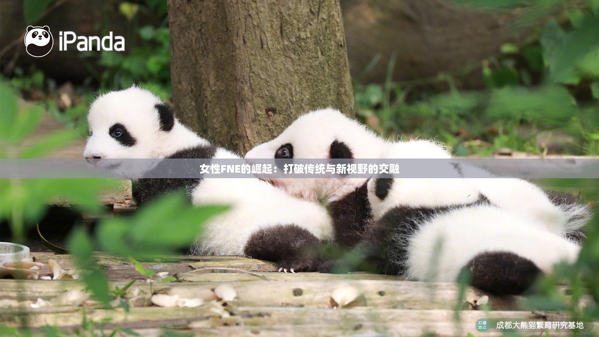 女性FNE的崛起：打破传统与新视野的交融