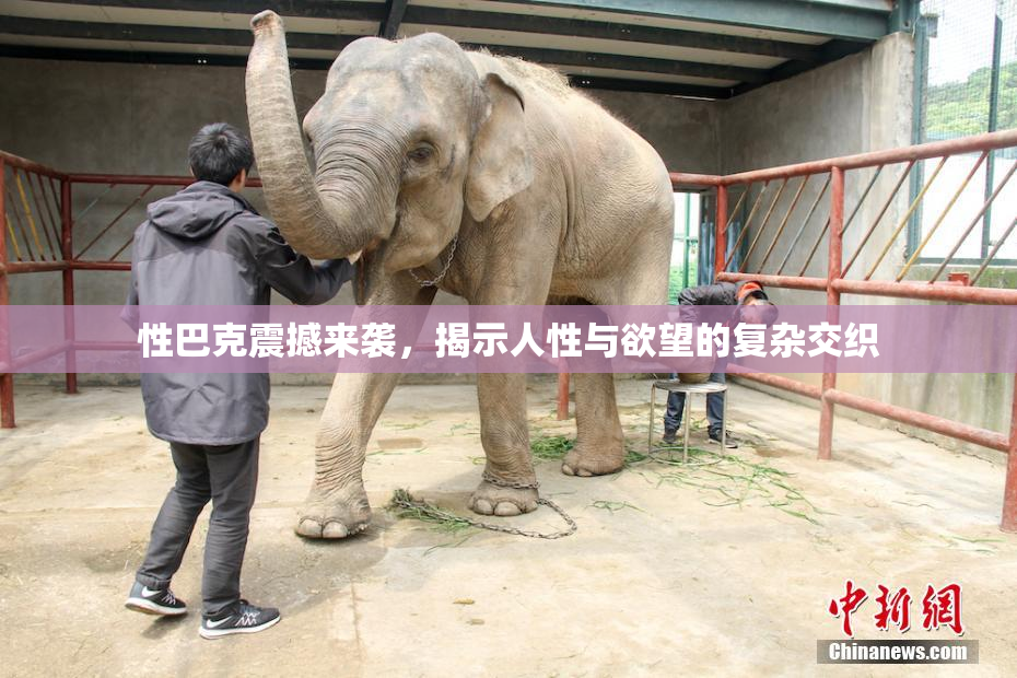 性巴克震撼来袭，揭示人性与欲望的复杂交织