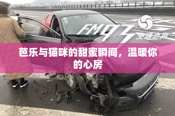 芭乐与猫咪的甜蜜瞬间，温暖你的心房