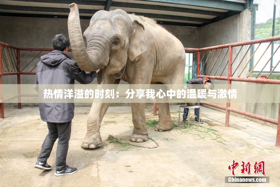 热情洋溢的时刻：分享我心中的温暖与激情