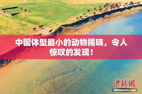 中国体型最小的动物揭晓，令人惊叹的发现！