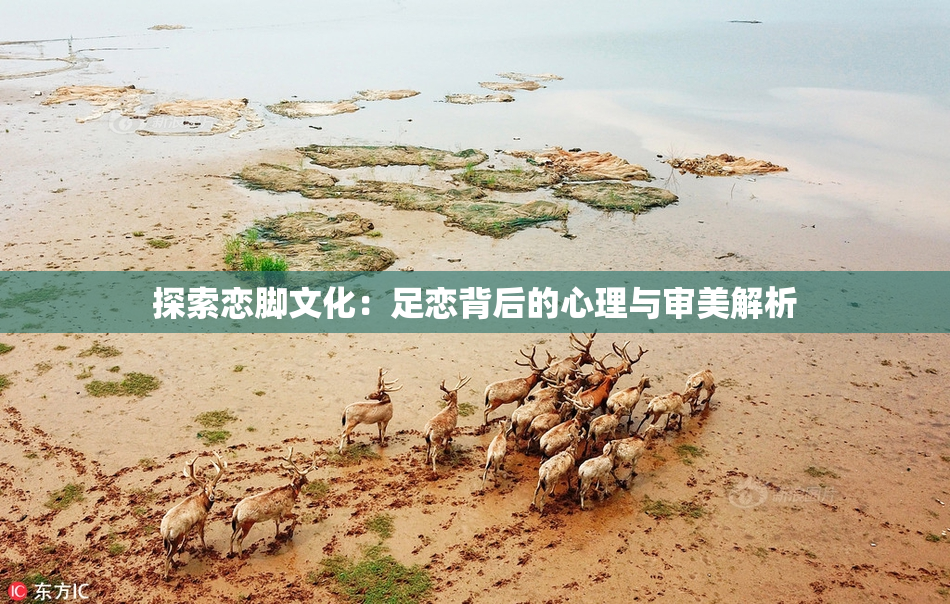 探索恋脚文化：足恋背后的心理与审美解析