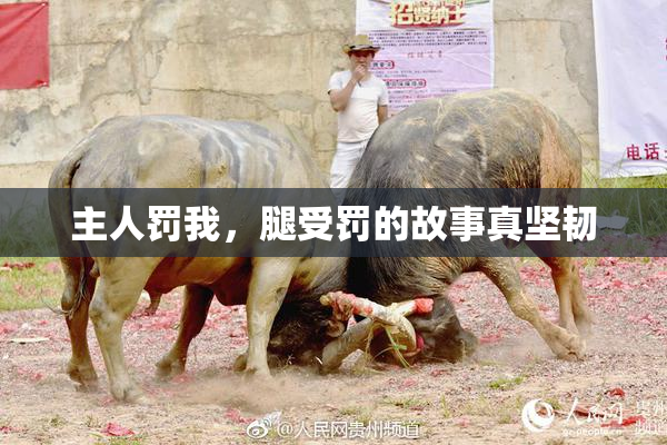 主人罚我，腿受罚的故事真坚韧