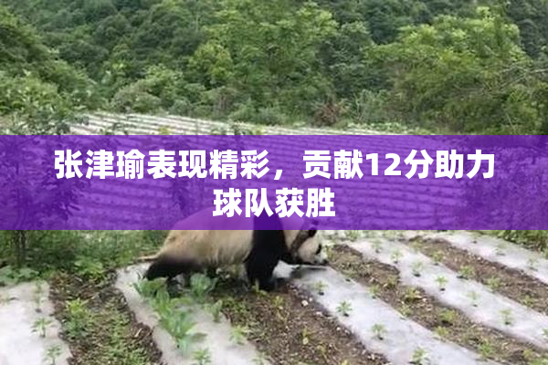 张津瑜表现精彩，贡献12分助力球队获胜