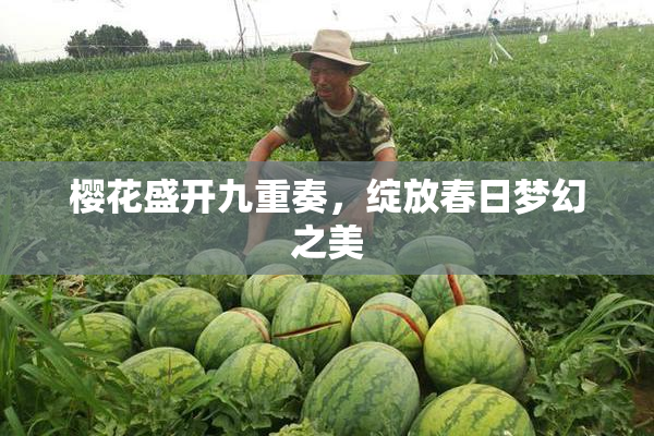 樱花盛开九重奏，绽放春日梦幻之美