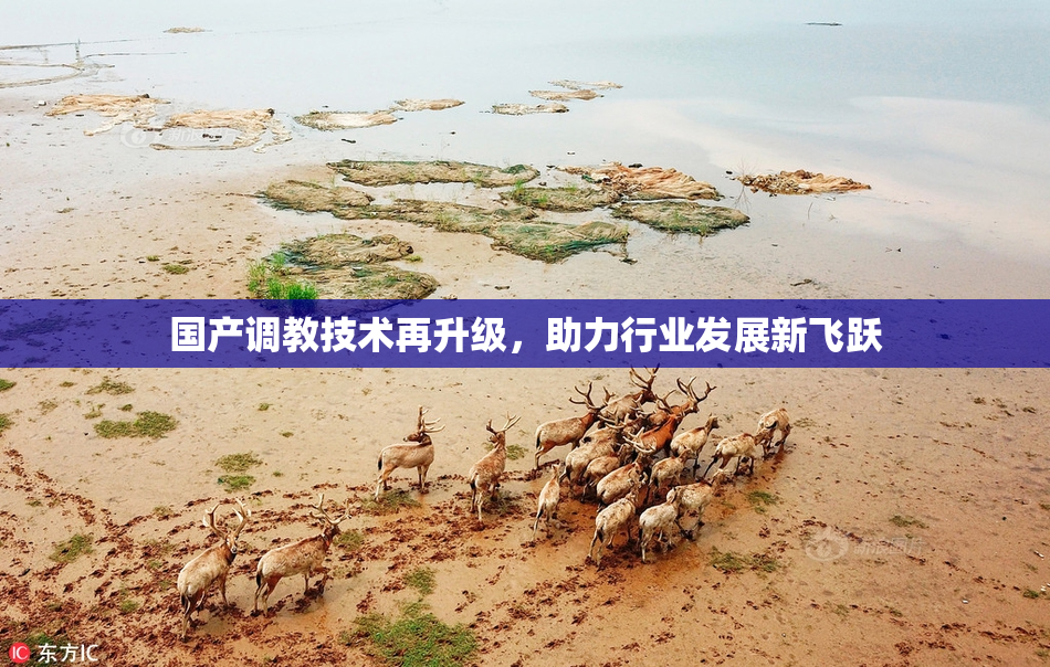 国产调教技术再升级，助力行业发展新飞跃