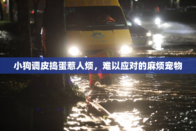 小狗调皮捣蛋惹人烦，难以应对的麻烦宠物