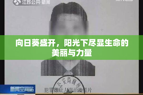 向日葵盛开，阳光下尽显生命的美丽与力量