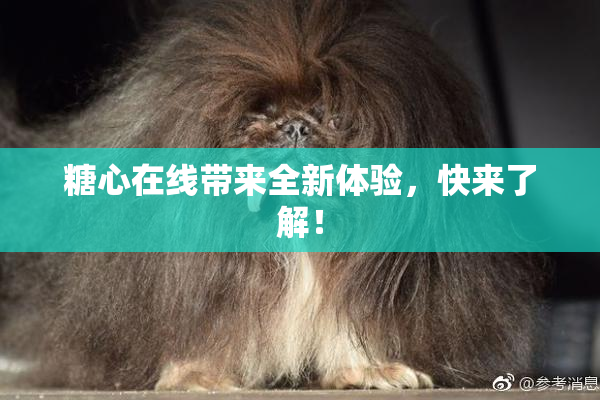 糖心在线带来全新体验，快来了解！