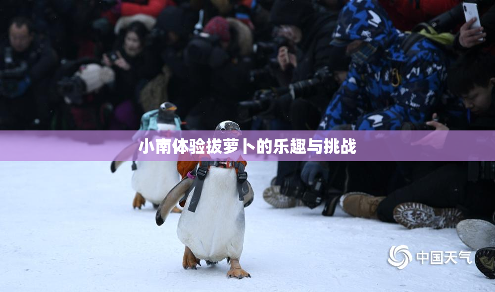 小南体验拔萝卜的乐趣与挑战