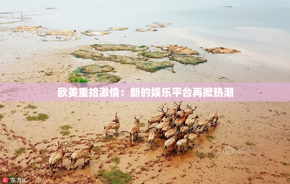 欧美重拾激情：新的娱乐平台再掀热潮