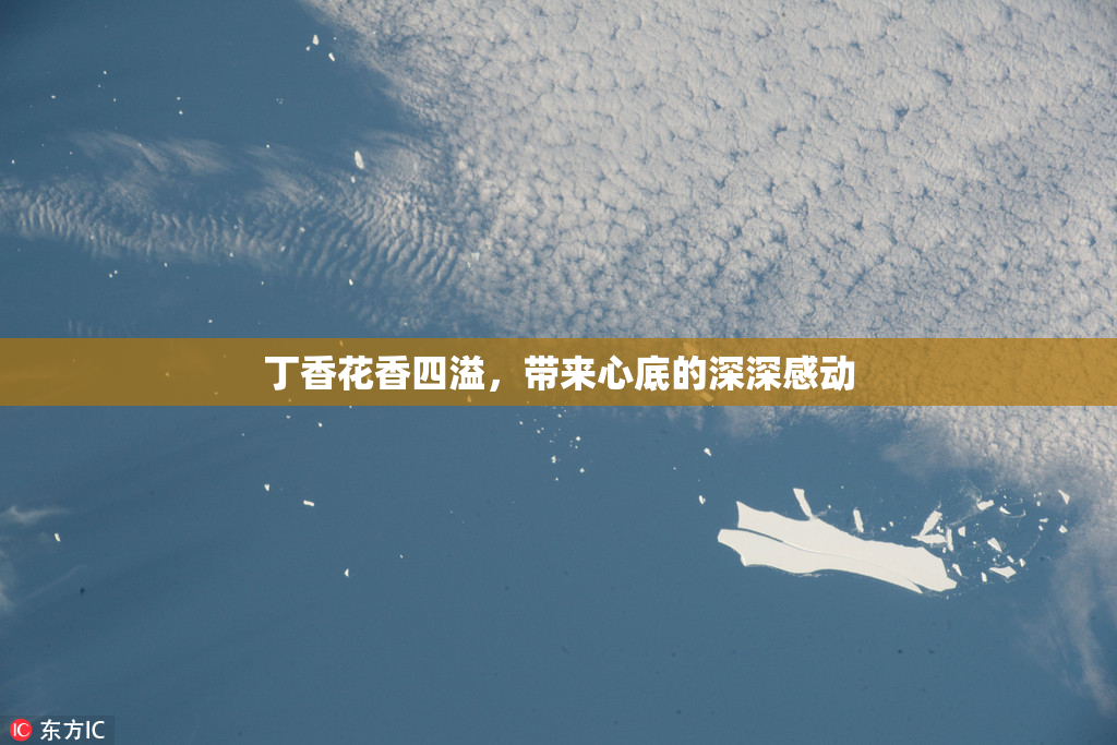 丁香花香四溢，带来心底的深深感动