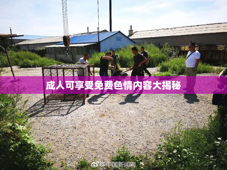 成人可享受免费色情内容大揭秘