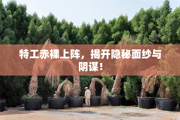 特工赤裸上阵，揭开隐秘面纱与阴谋！
