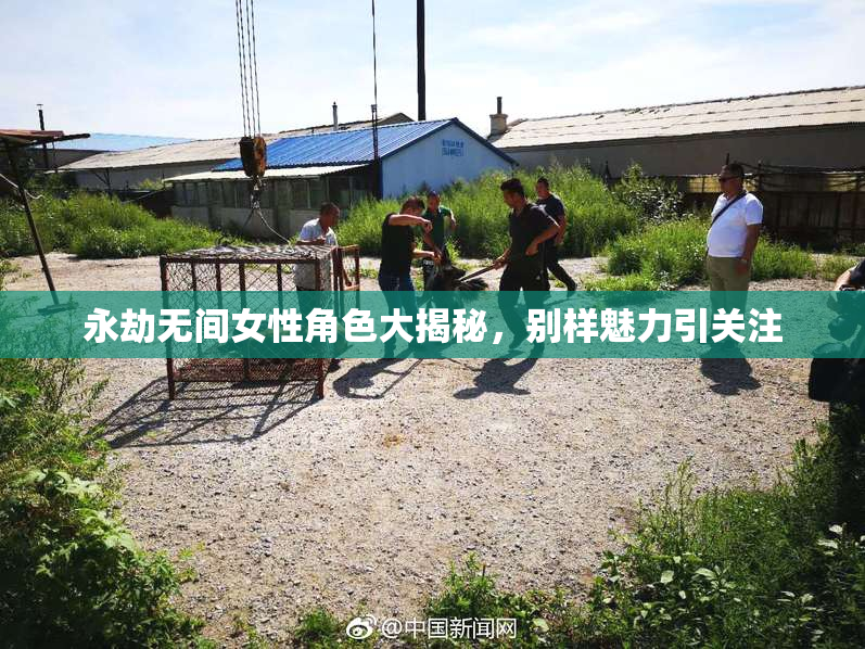 永劫无间女性角色大揭秘，别样魅力引关注