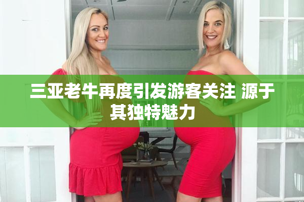 三亚老牛再度引发游客关注 源于其独特魅力