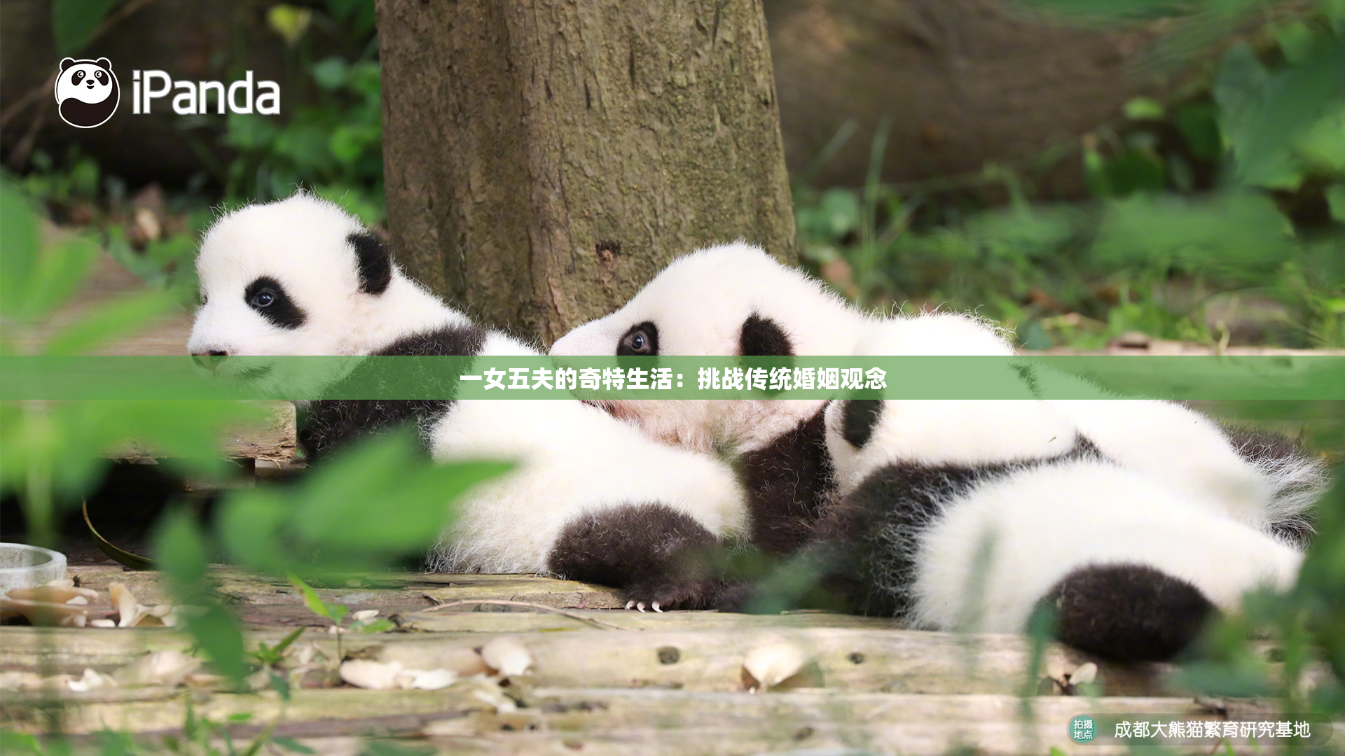 一女五夫的奇特生活：挑战传统婚姻观念