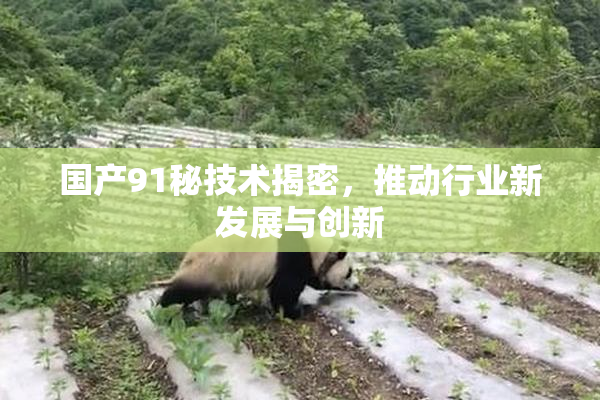 国产91秘技术揭密，推动行业新发展与创新
