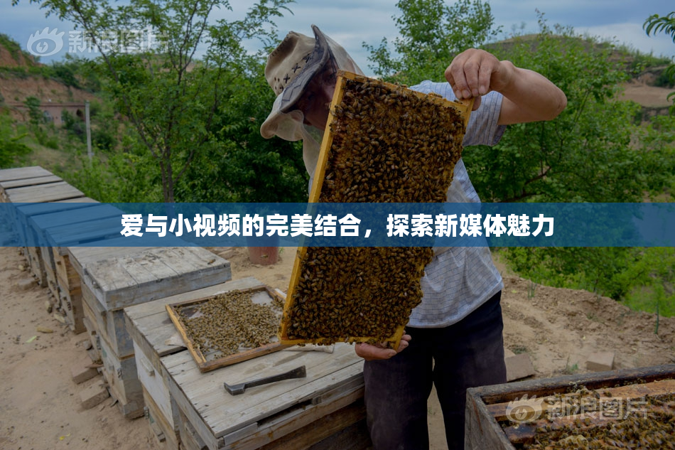 爱与小视频的完美结合，探索新媒体魅力