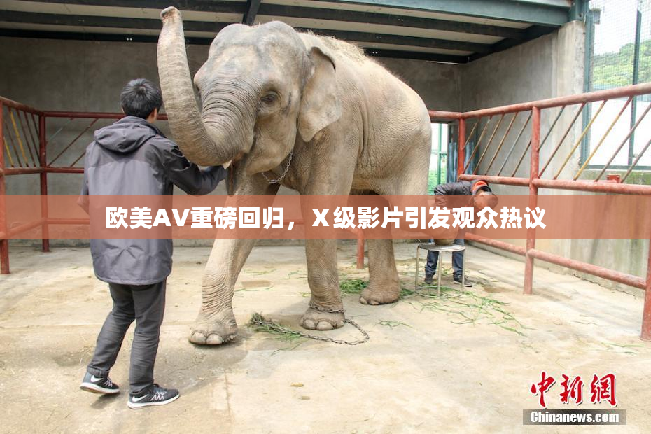 欧美AV重磅回归，Ⅹ级影片引发观众热议
