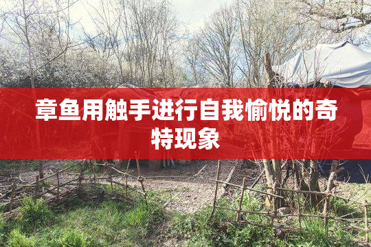 章鱼用触手进行自我愉悦的奇特现象