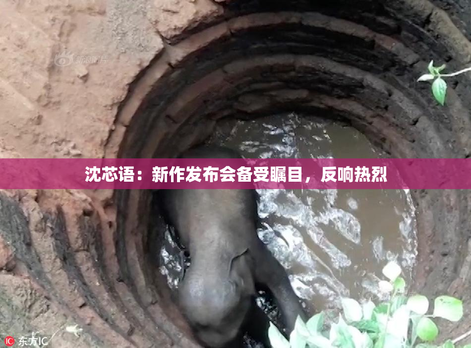 沈芯语：新作发布会备受瞩目，反响热烈