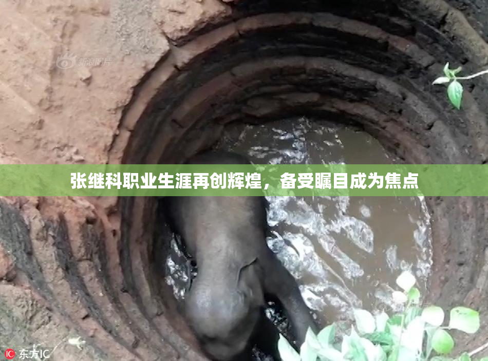 张继科职业生涯再创辉煌，备受瞩目成为焦点