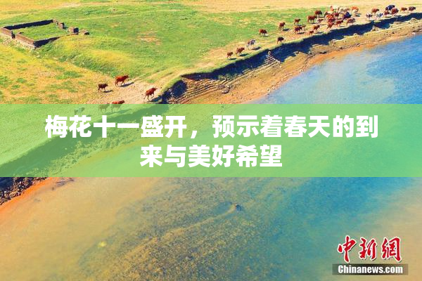 梅花十一盛开，预示着春天的到来与美好希望