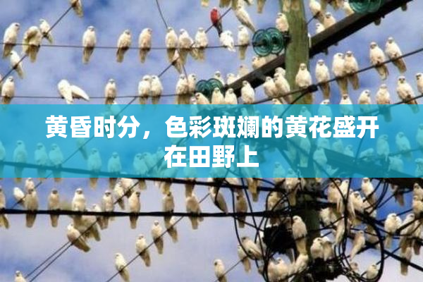 黄昏时分，色彩斑斓的黄花盛开在田野上